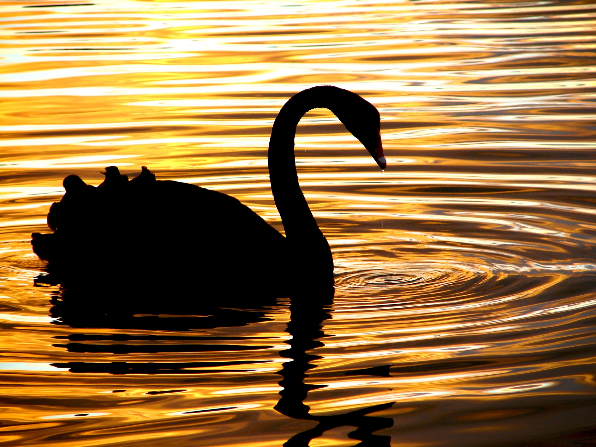 Swan at Sunset