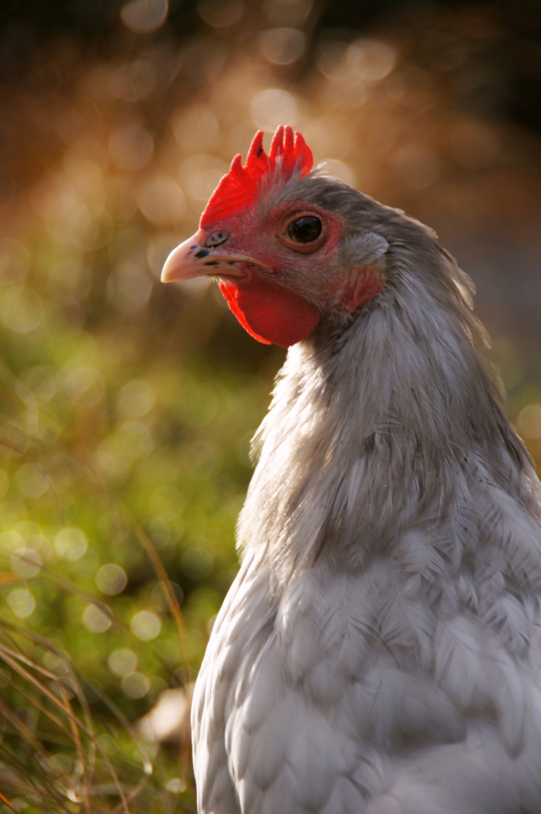 Chicken