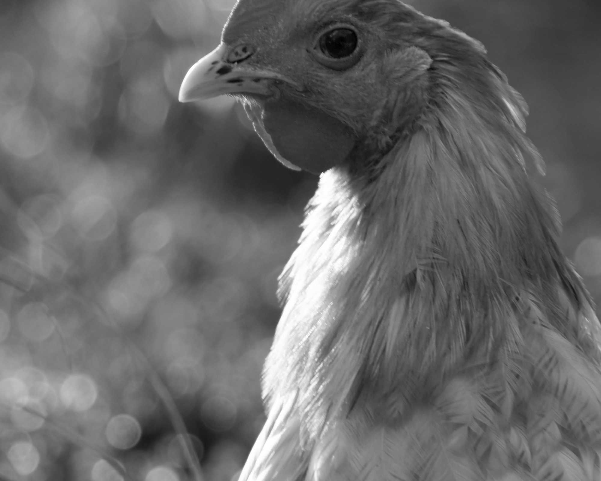 Chicken