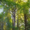 Tall Trees