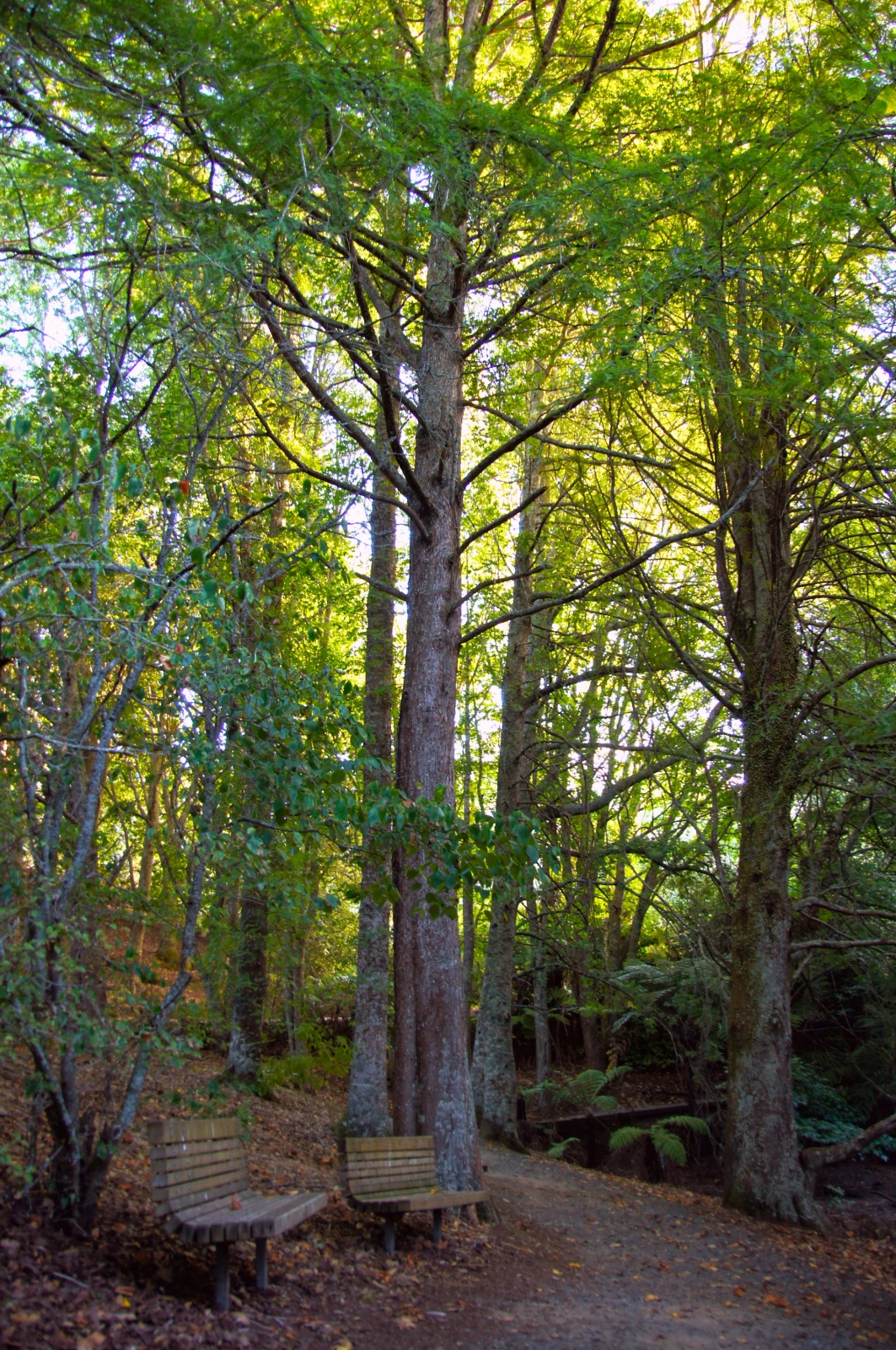 Tall Trees