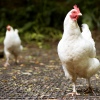 Arboretum Chicken