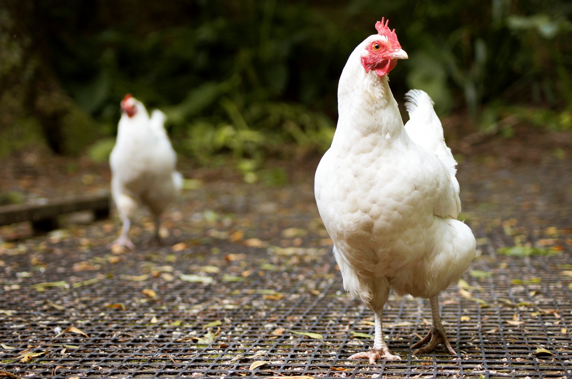 Arboretum Chicken