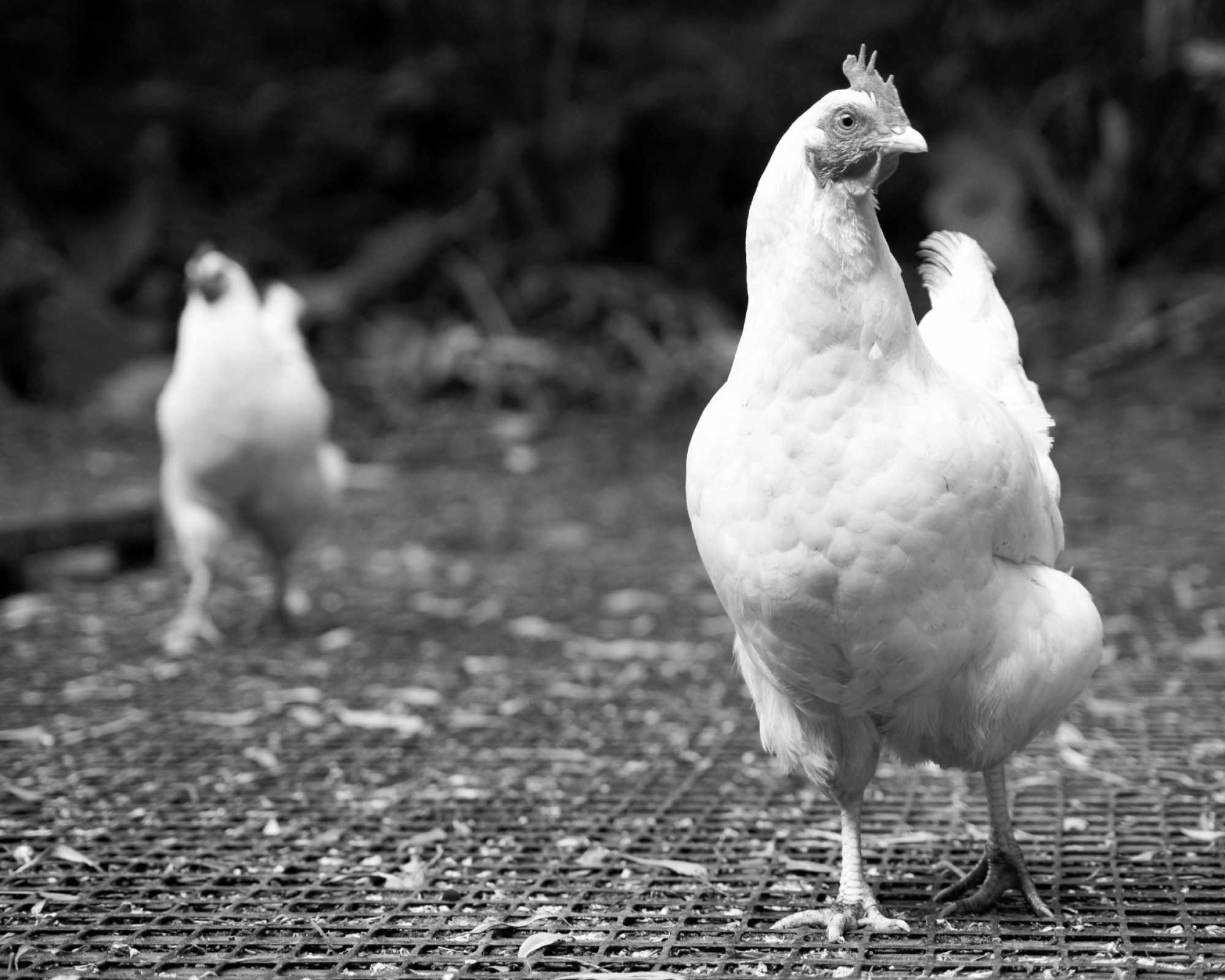 Arboretum Chicken