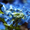 Arboretum Flowers
