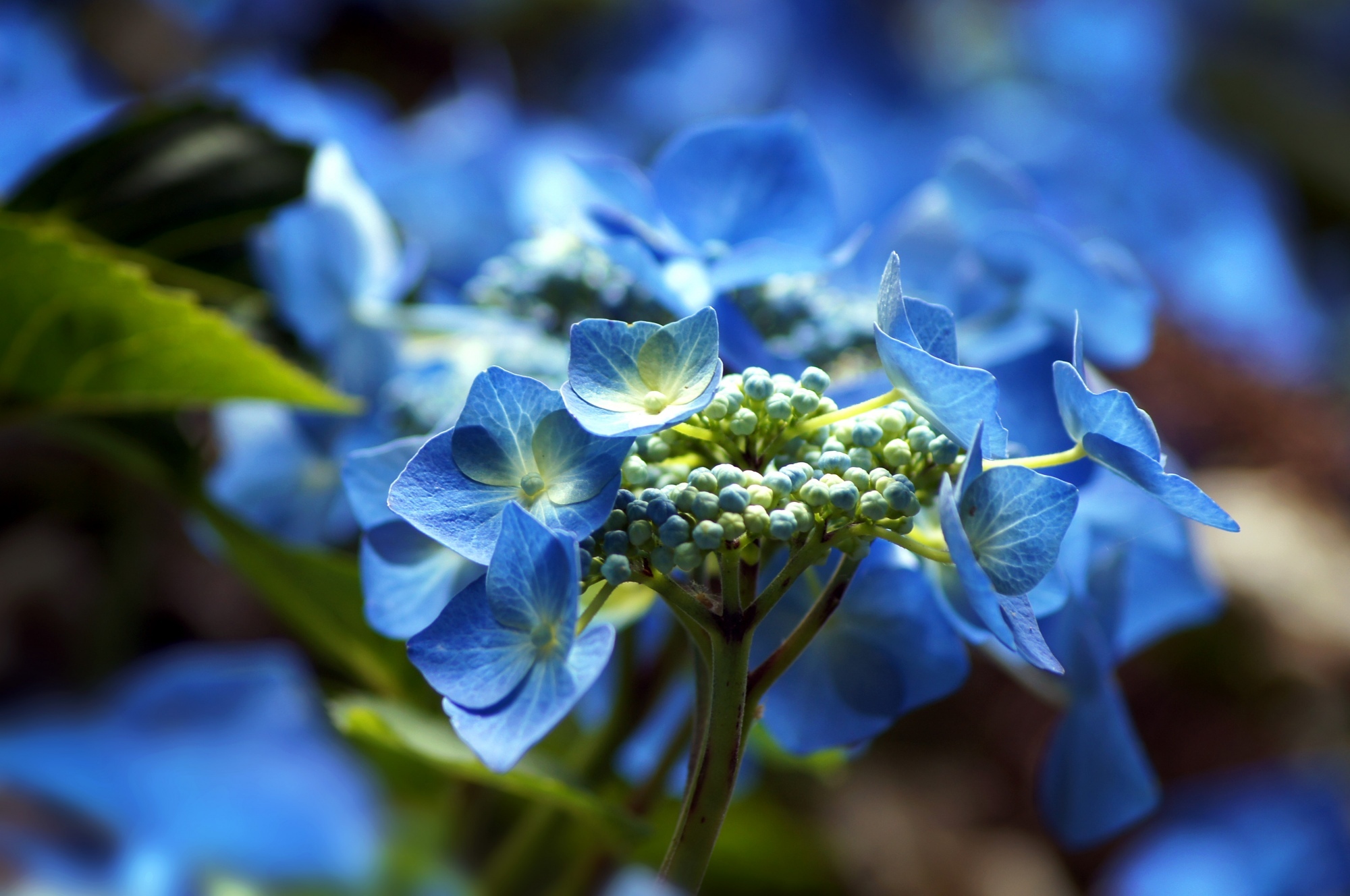 Arboretum Flowers