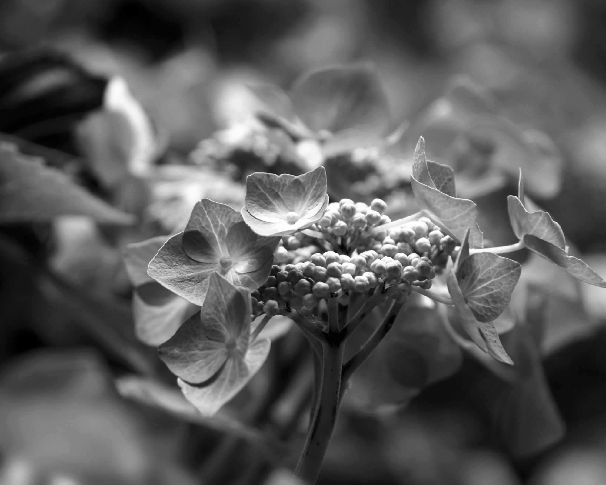 Arboretum Flowers