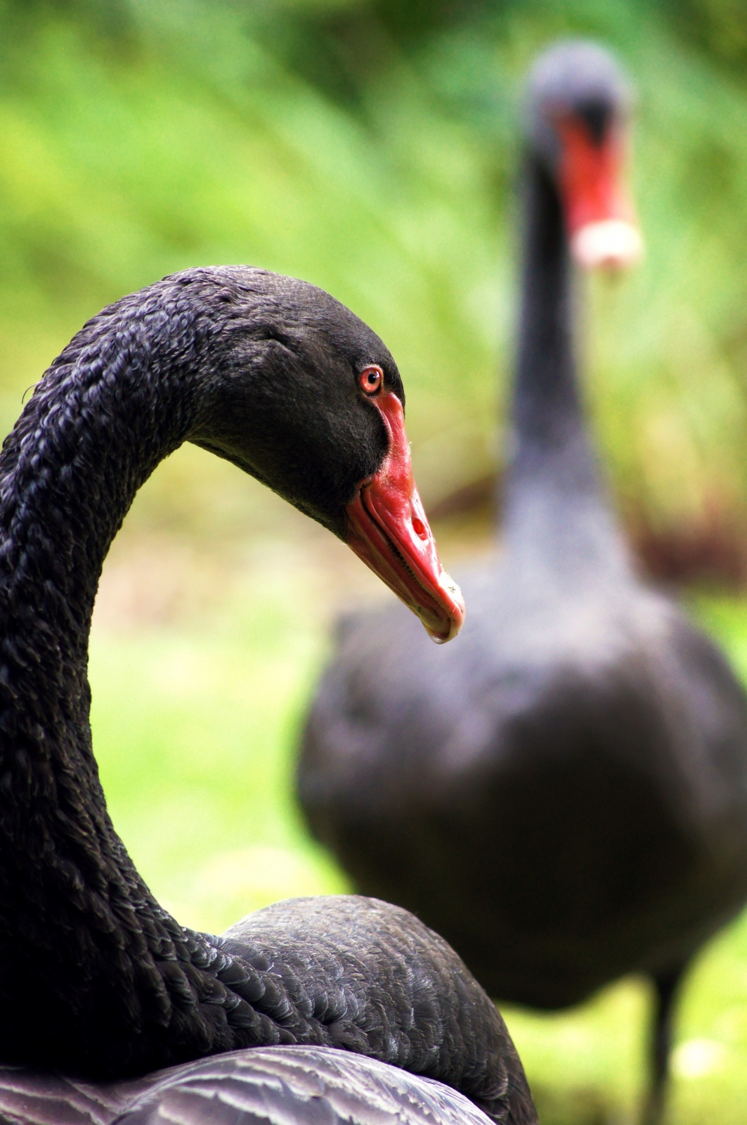 Black Swan at the Arboretum