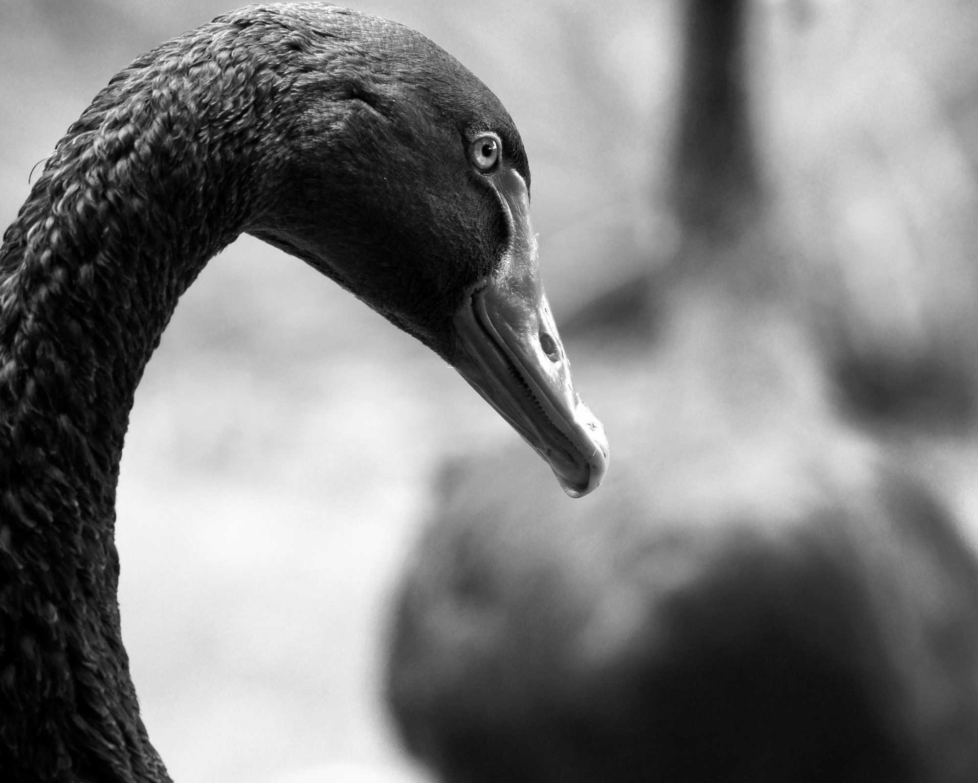 Black Swan at the Arboretum
