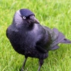 Black Bird