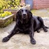 Jim's Dog