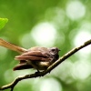Fantail at the Arboretum