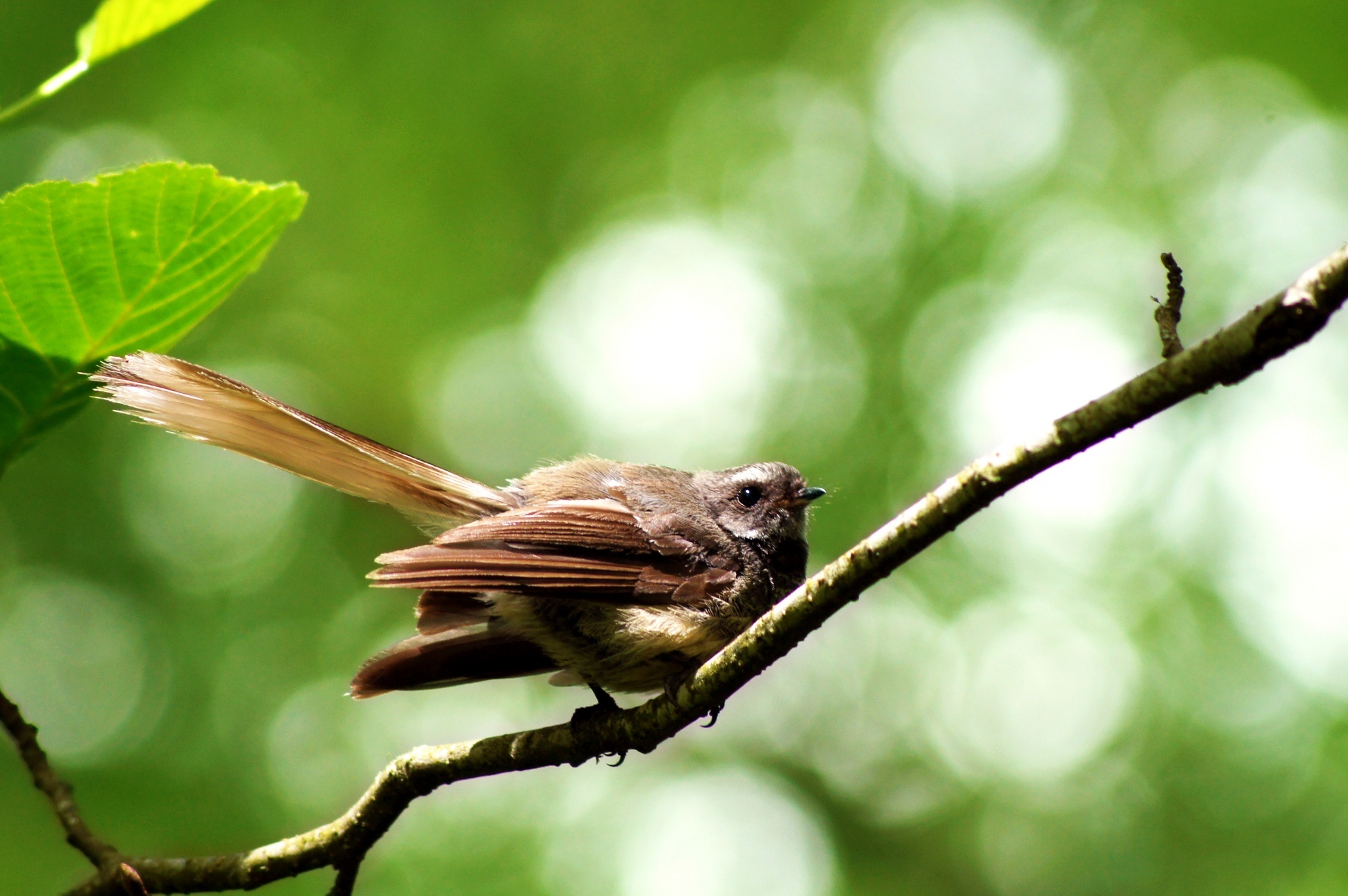 Fantail at the Arboretum