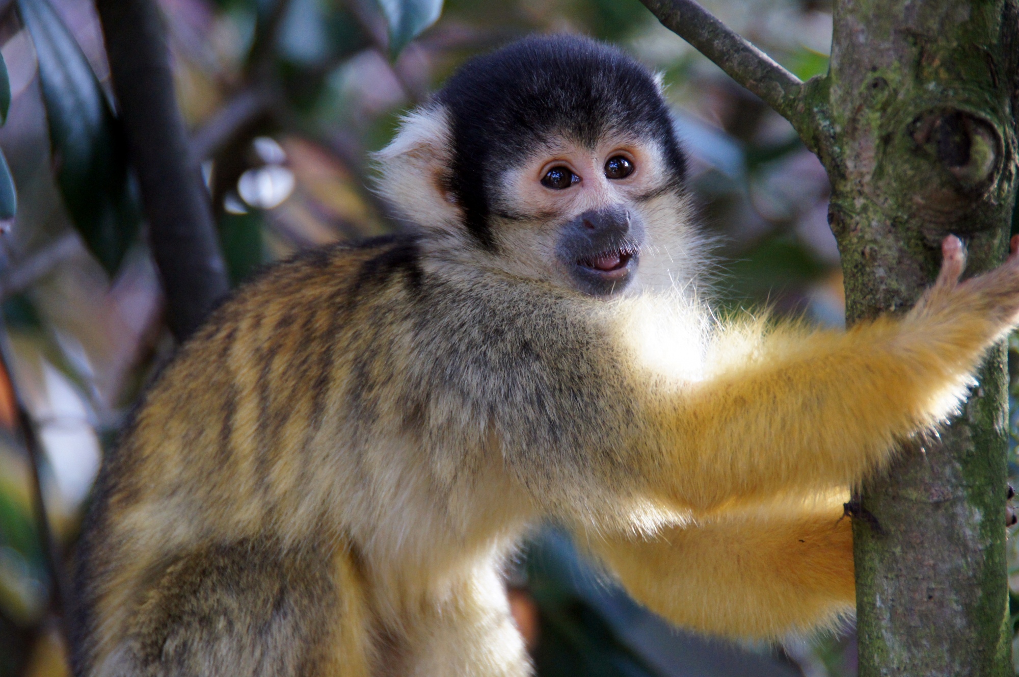 Monkey