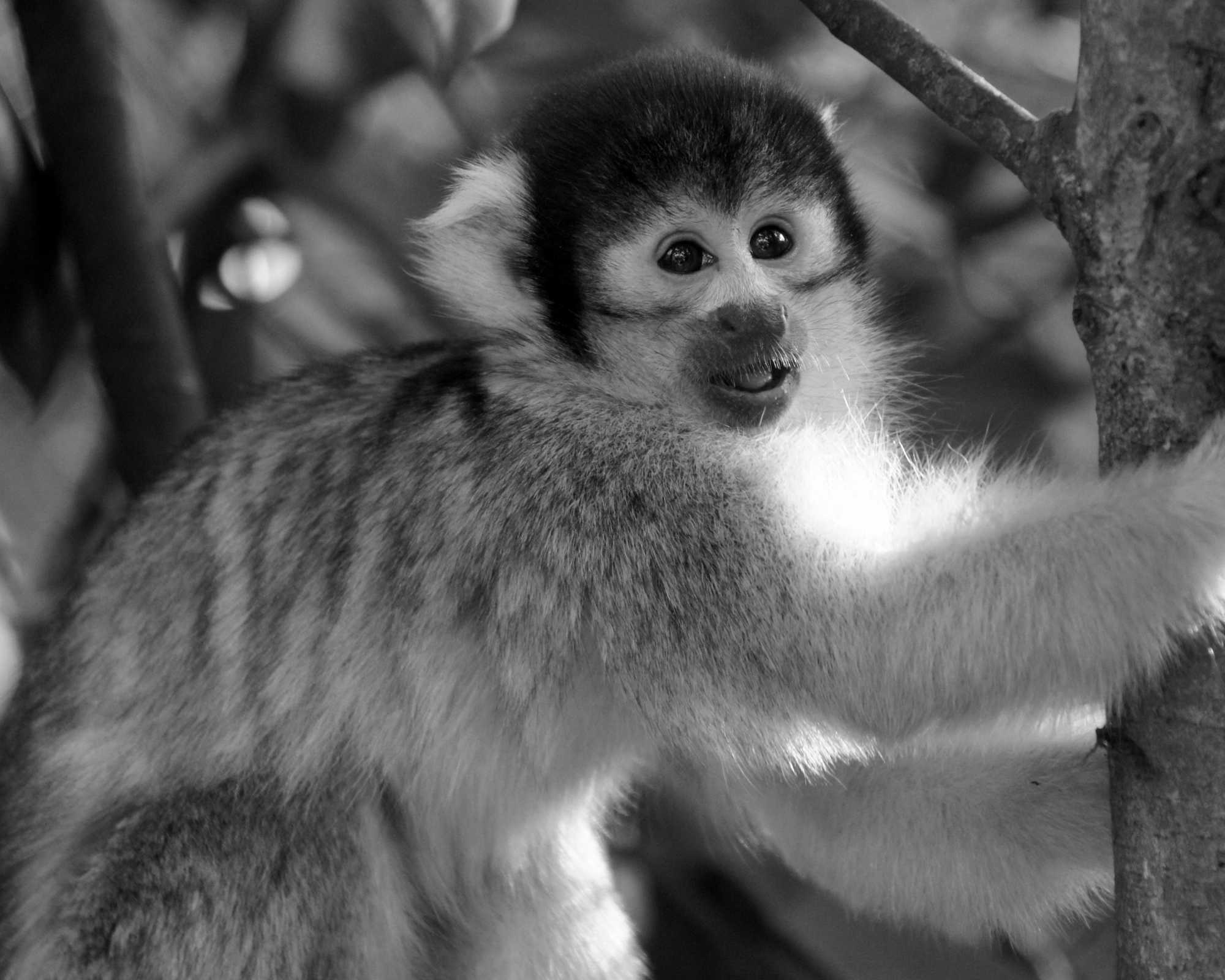 Monkey