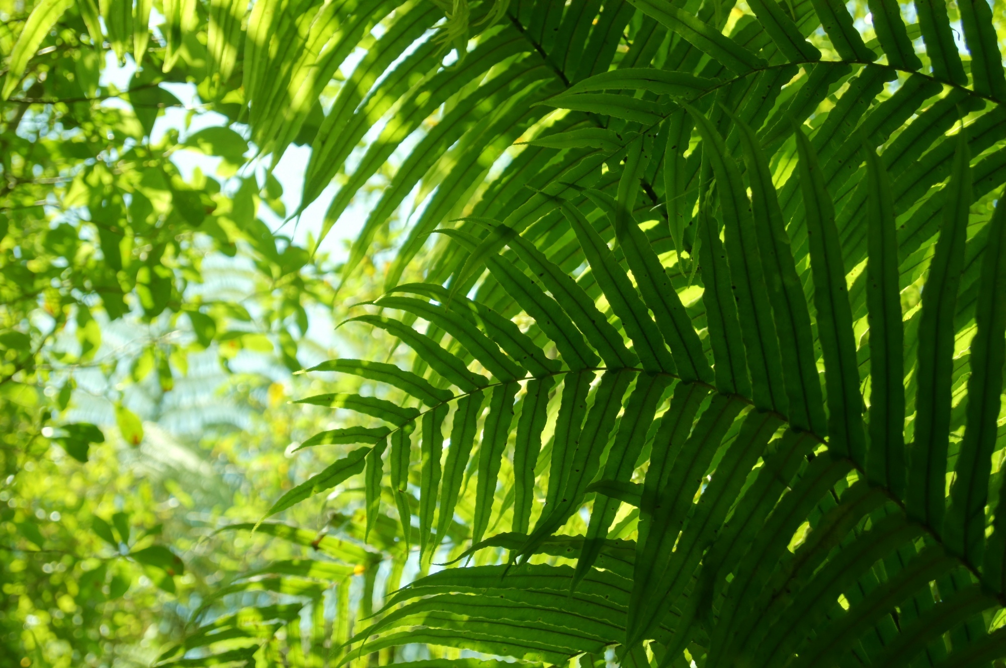 Okere Falls Tracks Foliage