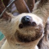 The Sloth